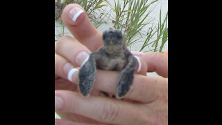 Baby sea turtles on the Georgia Coast