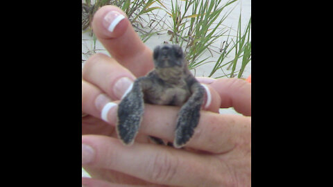 Baby sea turtles on the Georgia Coast