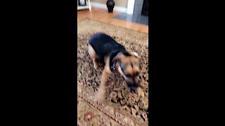 Doggy has crazy case of the morning zoomies