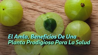 El Amla, Beneficios De Una Planta Prodigiosa Para La Salud