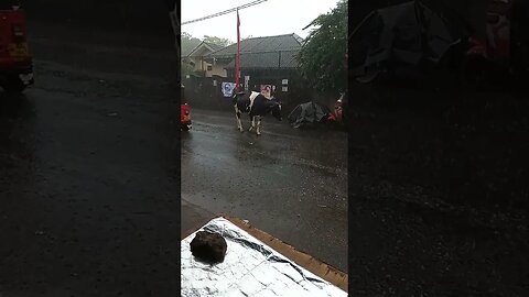 Cow walking in the rain. #cows