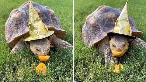Wizard Tortoise Eats Magical Berries!