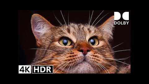 4K HDR 60FPS Dolby Vision - The Most Advanced Animals Watching Experience Yet!