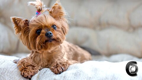 The Cutest Tiny Pet Compilation