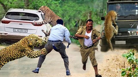 OMG! Crazy Leopards Attack Caused The Man To Almost Lose His Life - Crazy Moments Of Leopard