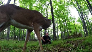 Wild deer share apple with man in the forest