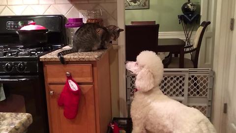 Dog and cat engage in hilariously epic stand-off