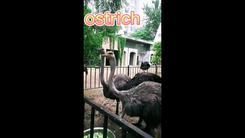 There is a tall and mighty ostrich at home, which is very temperamental