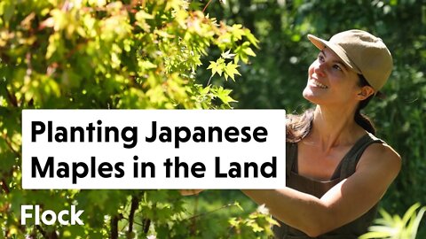 Planting a JAPANESE MAPLES (Acer palmatum) in Your Landscape — Ep. 111