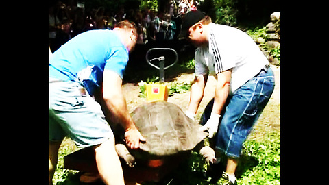 Latvian Strongmen Weigh Tortoises