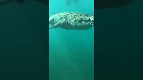 Scary Salt Water Crocodile encounter #shorts #short #trending #shortsvideo