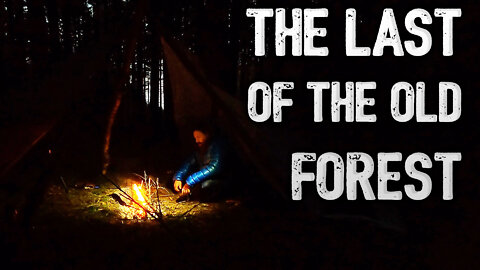 My Last Night in the Old Forest?
