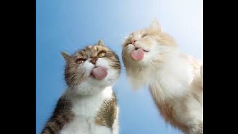 funny cats -- crazy cat -- girl masti with cat bakchodi level chutiyapa memes savage _shorts chill