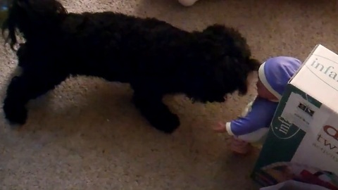 Dog versus a talking doll, watch what happens next...