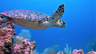 Gigantic hawksbill sea turtle gracefully glides over the coral reef