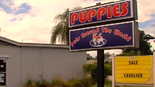 New push to ban pet stores