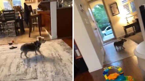 Dog doesn't see glass door, runs full speed right into it
