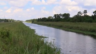 Toxic algae found in Fort Pierce