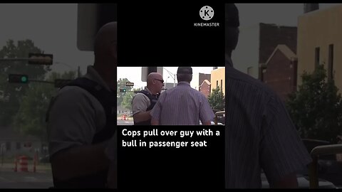 Cops pull over a guy with a bull in passenger seat