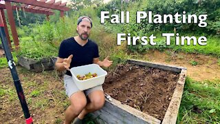 Fall Planting First Time, and Tomato Pruning I Garden Update