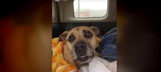 Animal control investigates dog owner for denying medical care to animal