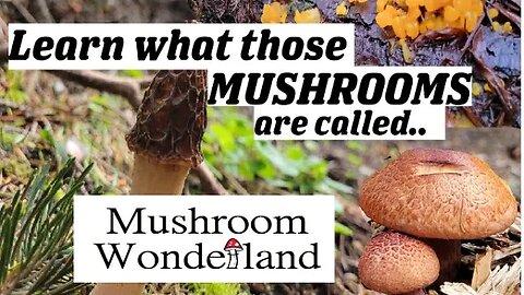 Learn what those mushrooms are called! June Mushroom Foraging.