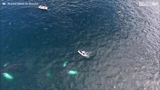 Drone cattura l'immagine di tre balene nell'Atlantico