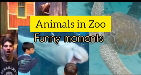 Funny Moments Animals Lover