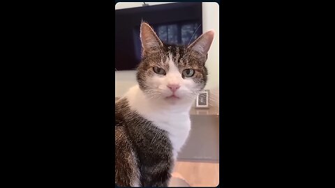 The Funniest Cat Compilation You'll Ever See