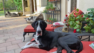 Three Happy Great Danes Enjoy Relaxing In The Florida Sunshine