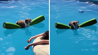 Dog hangs on pool floatie just like a human