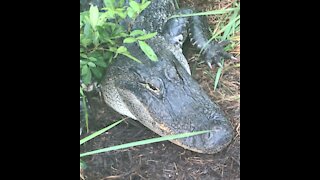 Ally the Alligator watching her eggs hatching