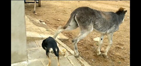 donkey killing Dog donkey attacks dog