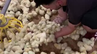 Chicken caretaker scoops up dozens of adorable chicks