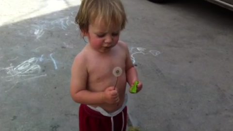 A Tot Boy Tries To Blow A Dandelion But Fails