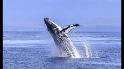 A beleza extraordinária das baleias