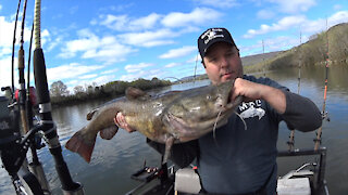 Giant Spring Flathead Catfish!!!