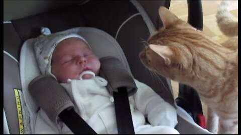 Cats Meeting the Newborn Babies for the FIRST Time
