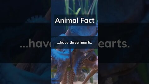 Did You Know? Octopuses.. #shortsfeed #shortvideo #shorts