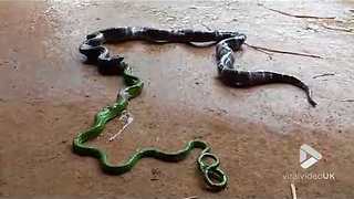 Snake vomits another snake || Viral Video UK