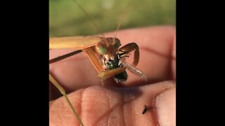 GRAPHIC: hand feeding my praying mantis a fly.