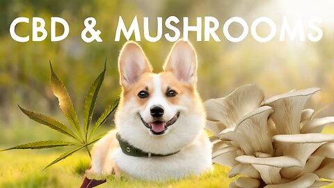 CBD and Medicinal Mushrooms for Dogs