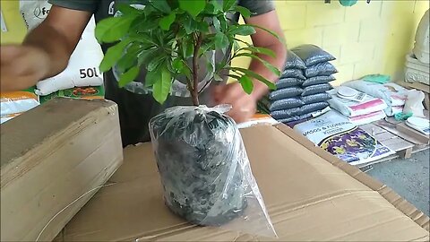 como enviar frutífera por transportadora e vídeo do cliente abrindo a caixa a muda chegou com flores