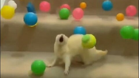 Ferret Excitedly Chases Balls Thrown Down the Stairs by Owner