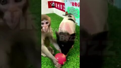 Monkey Playing with Pig #shorts #funnymonkey #monkeyvideos #monkeyplaying