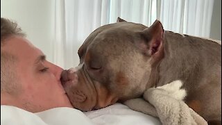 American Bully and owner have next level bromance