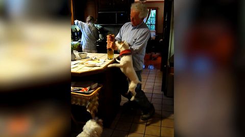 Cute Dog Makes A Great Wine Opener