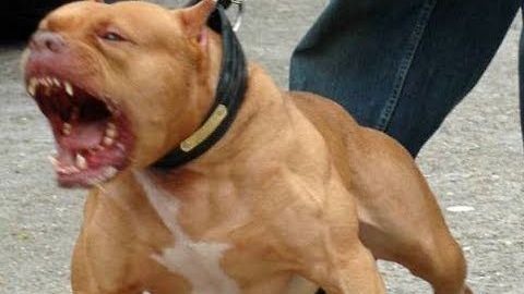 Viscous PitBul takes down English Mastiff