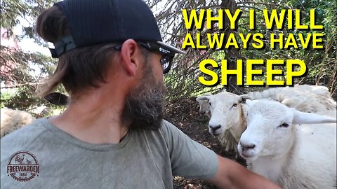 Why I Will Always Have Sheep On My Land. Let's Take A Walk
