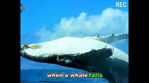 The Whale Fall ~ Nature of Life